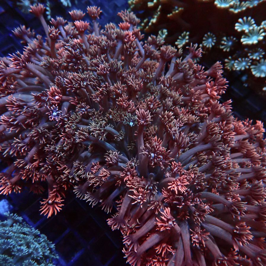 サンゴ,LPS,ハナガササンゴ | CENTRAL CORAL