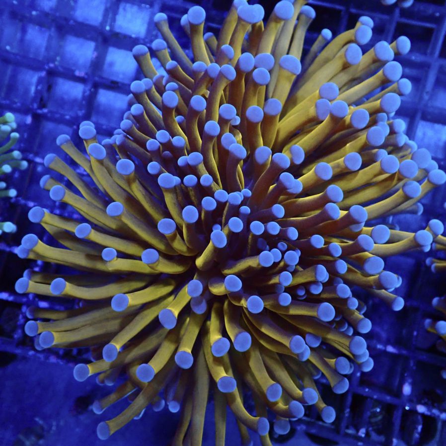 サンゴ,LPS,ツツマルハナサンゴ | CENTRAL CORAL