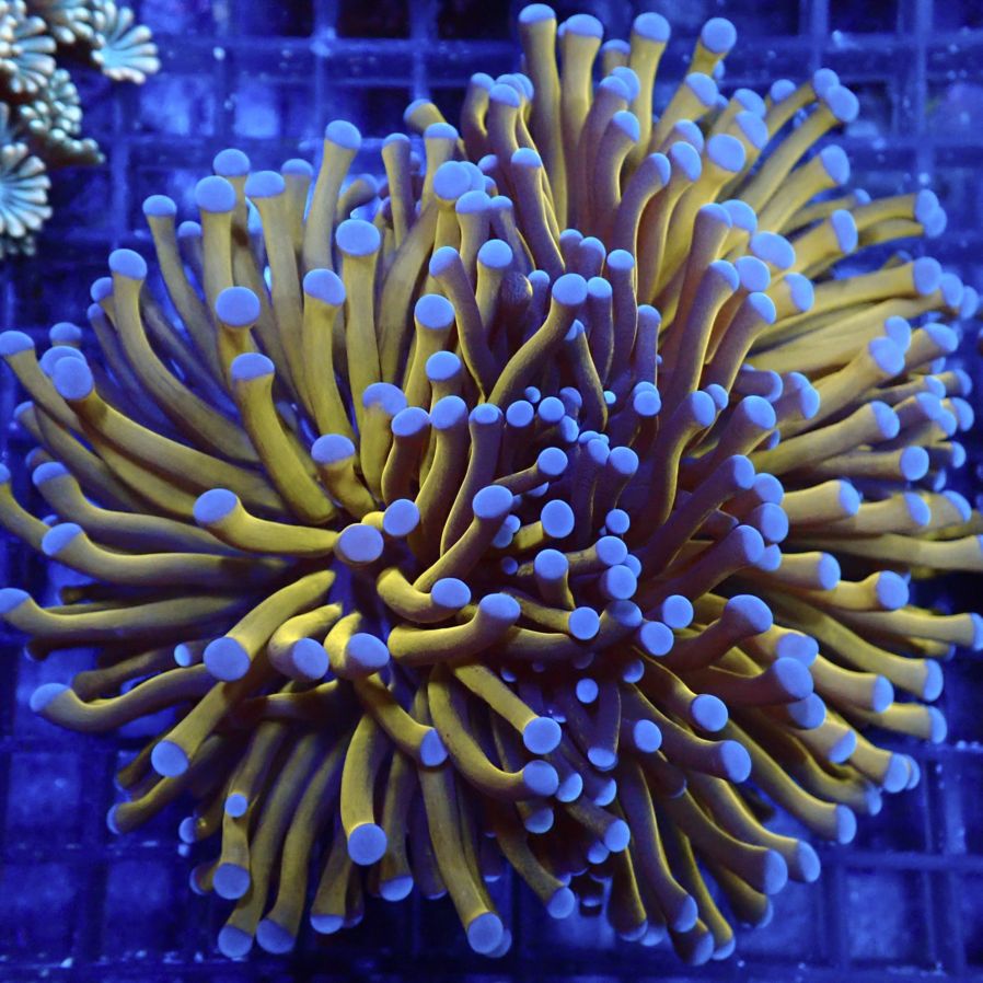 サンゴ,LPS,ツツマルハナサンゴ | CENTRAL CORAL