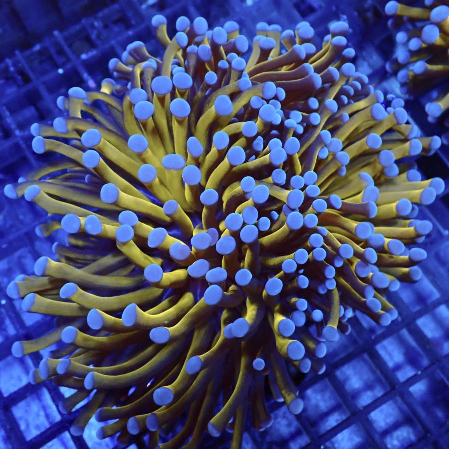 ハナ _ゴールドトーチ フラグ 楽天市場】【 ハナサンゴ Sun God Torch 】ゴールドトーチ 現物