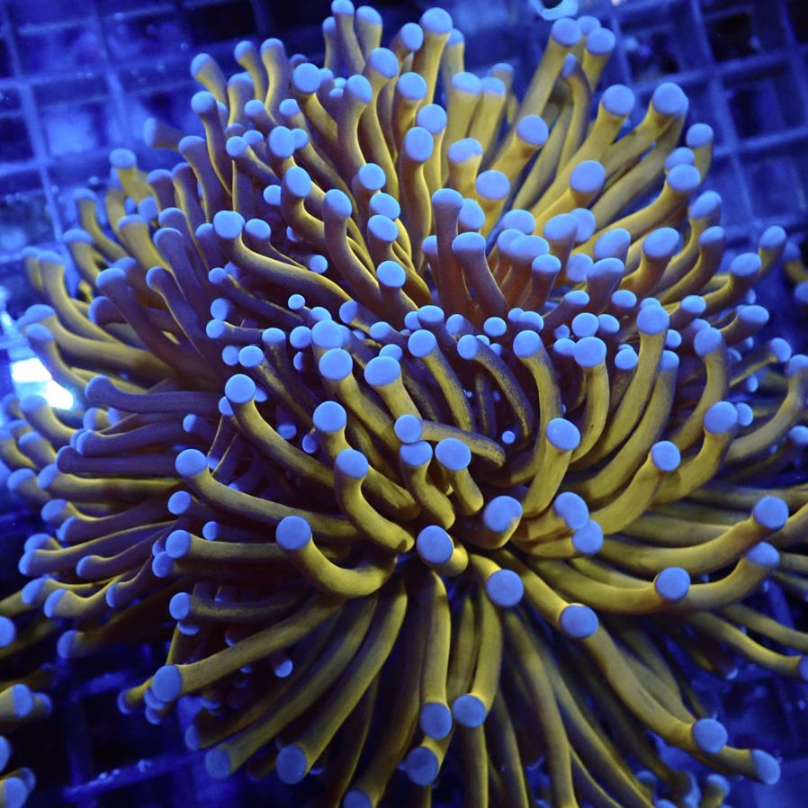 サンゴ,LPS,ツツマルハナサンゴ | CENTRAL CORAL