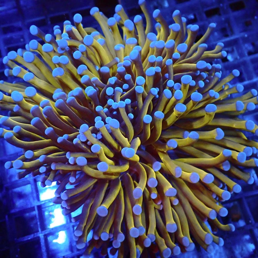 サンゴ,LPS,ツツマルハナサンゴ | CENTRAL CORAL