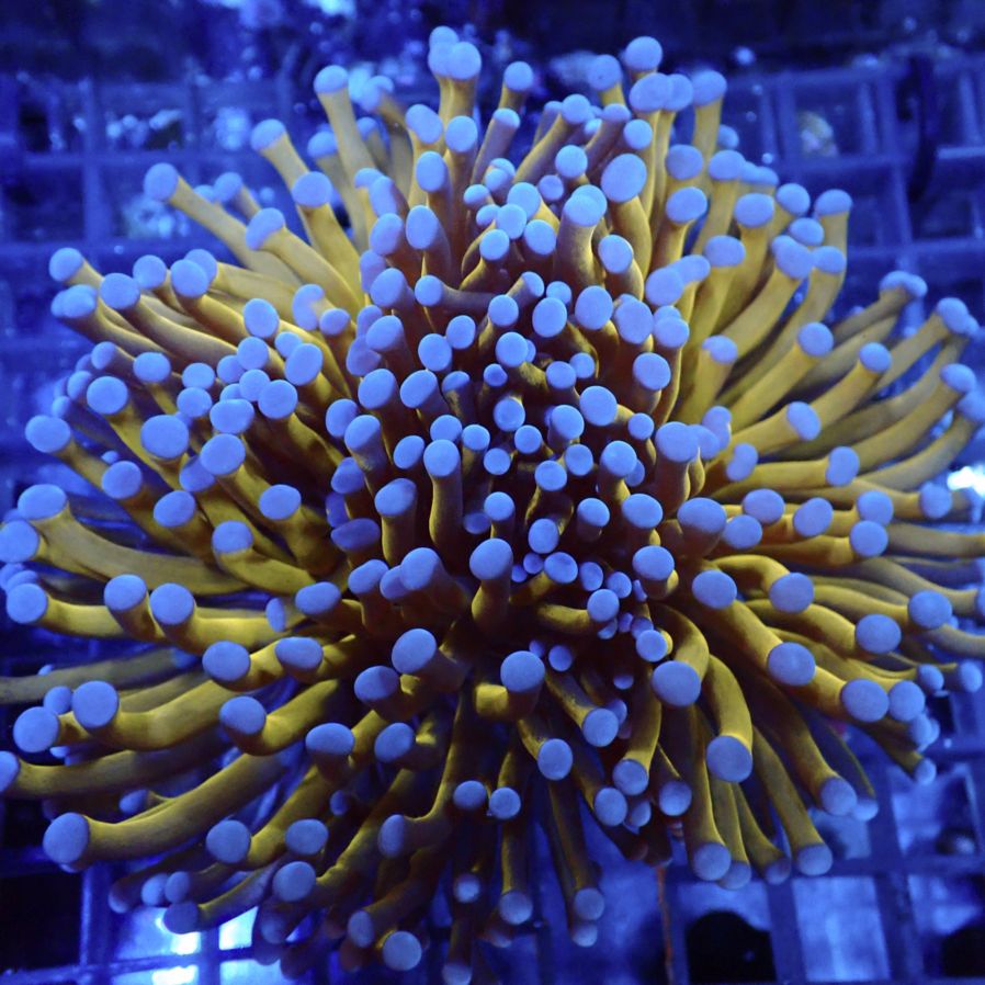 サンゴ,LPS,ツツマルハナサンゴ | CENTRAL CORAL
