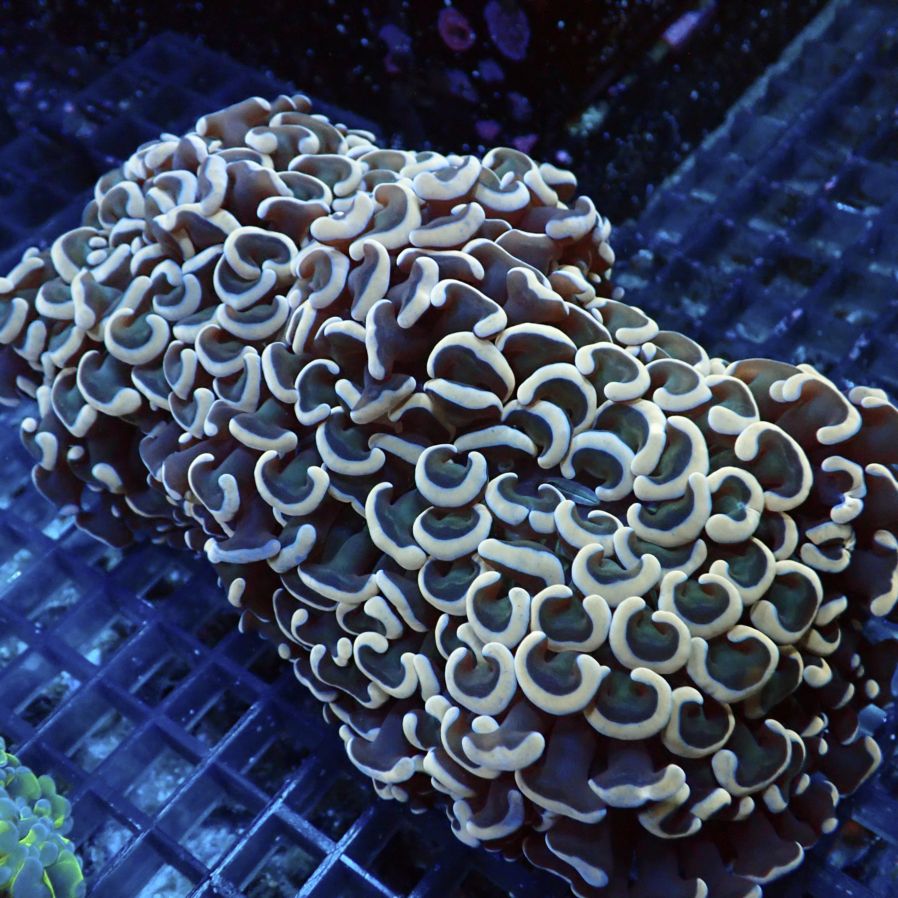 サンゴ,LPS,ナガレハナサンゴ | CENTRAL CORAL