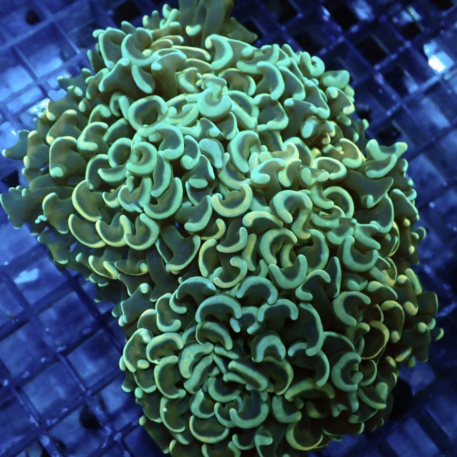 サンゴ,LPS,ナガレハナサンゴ | CENTRAL CORAL