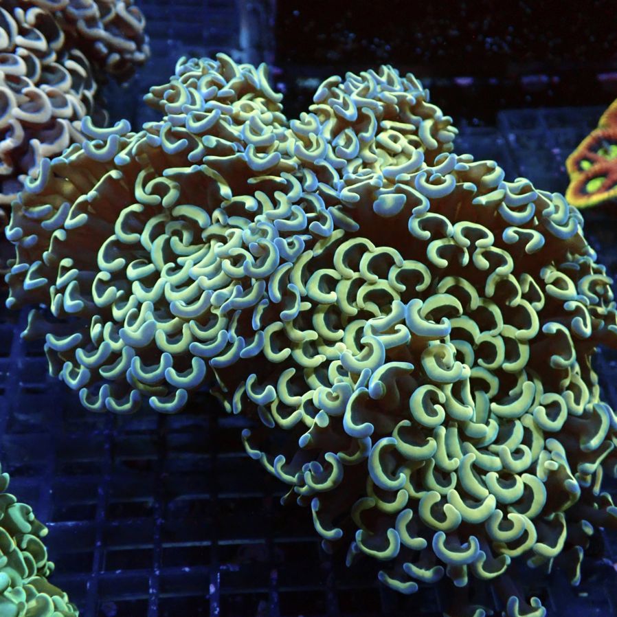 サンゴ,LPS,ナガレハナサンゴ | CENTRAL CORAL