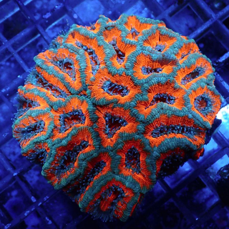 サンゴ,LPS,カクオオトゲキクメイシ | CENTRAL CORAL