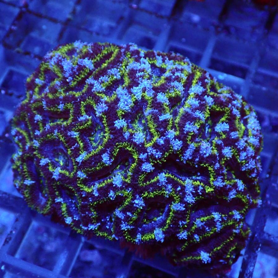 サンゴ,LPS,カクオオトゲキクメイシ | CENTRAL CORAL