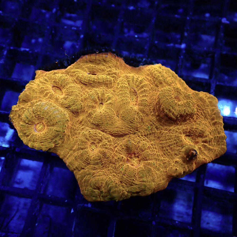 Aussie Gold Chalice 】現物 1002092 キッカサンゴ サンゴ LPS SPS