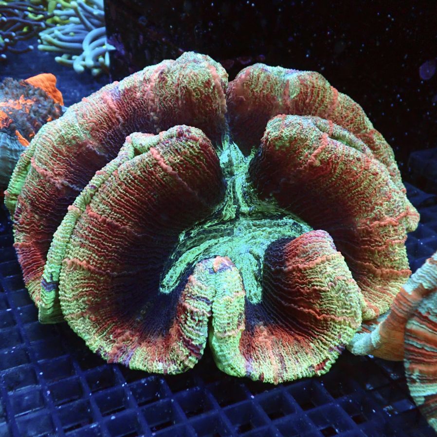 Coral プロフィール必読 S-スネーク【パラレル】《黄》 パラレル版OP13-114 販売ページ