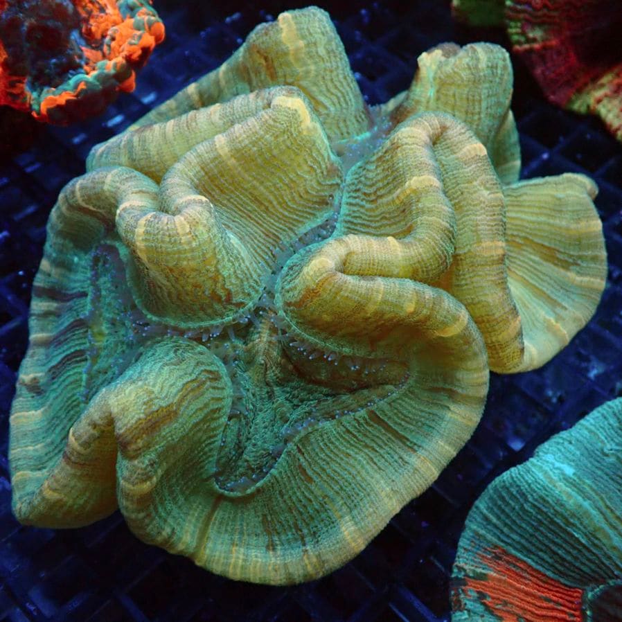 Coral プロフィール必読 DRTxラッドセンス】 タイニークラッシュ Low バイス DRTxRAD