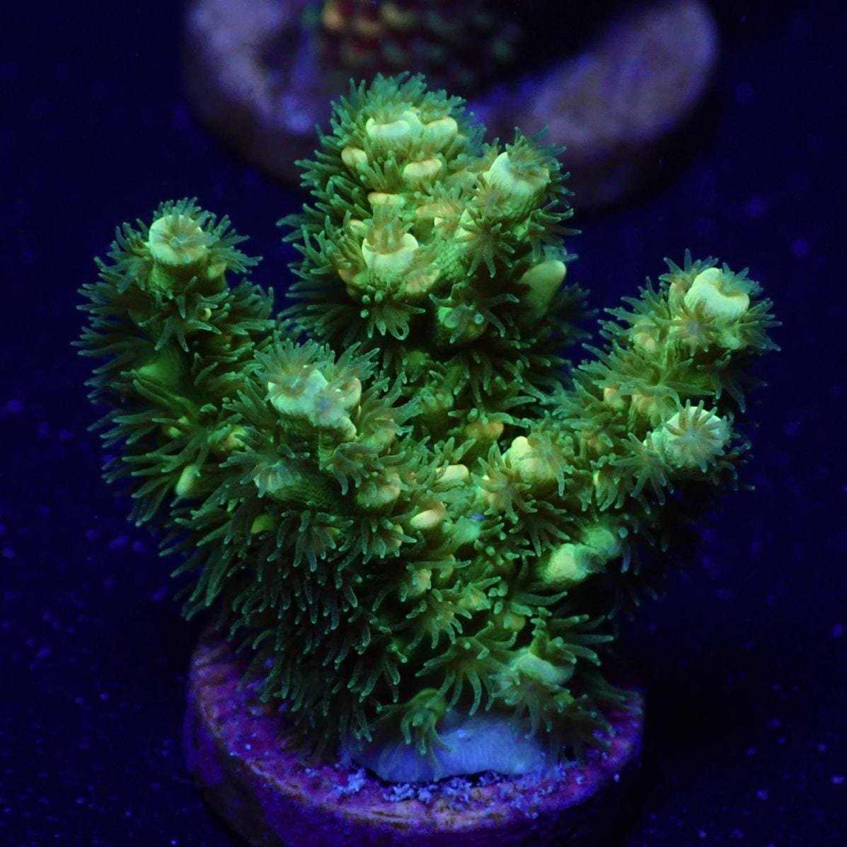 サンゴ,フラグサンゴ,ミドリイシ | CENTRAL CORAL