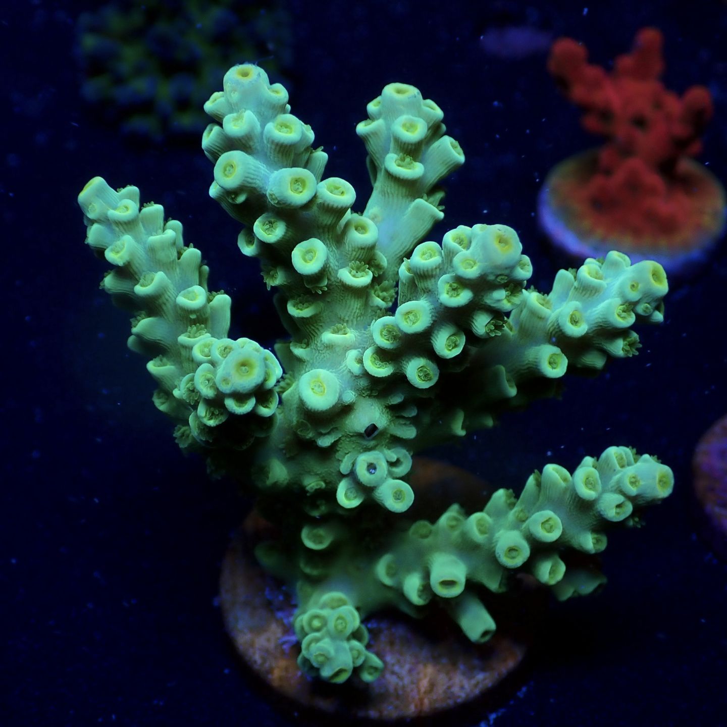 SPS 7種類 サンゴ SPS 7種類 サンゴ サンゴ 海水水槽 ソフトコーラル/LPS/SPS