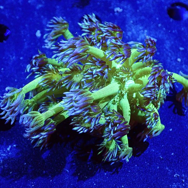 サンゴ礁 サンゴ入荷してます！！ | 名古屋のペットショップRemix【リミックス