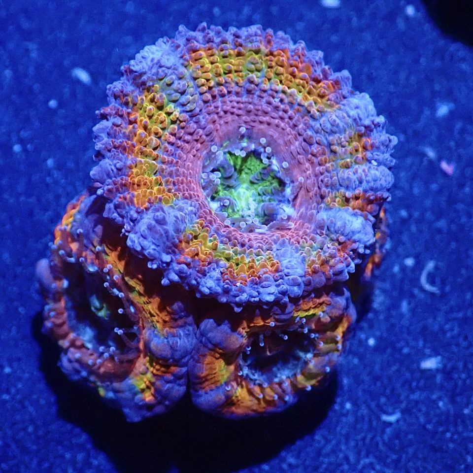 サンゴ,LPS,カクオオトゲキクメイシ | CENTRAL CORAL