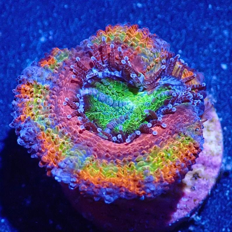 【yasu】カクオオトゲキクメイシ、オオバナサンゴ カクオオトゲキクメイシはどんなサンゴ？飼育法と注意点！【水質