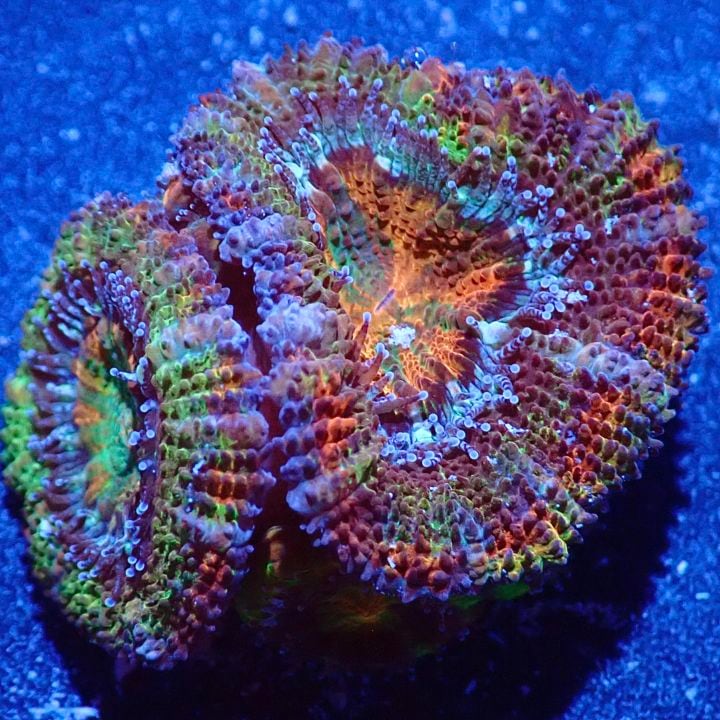 カクオオトゲキクメイシ