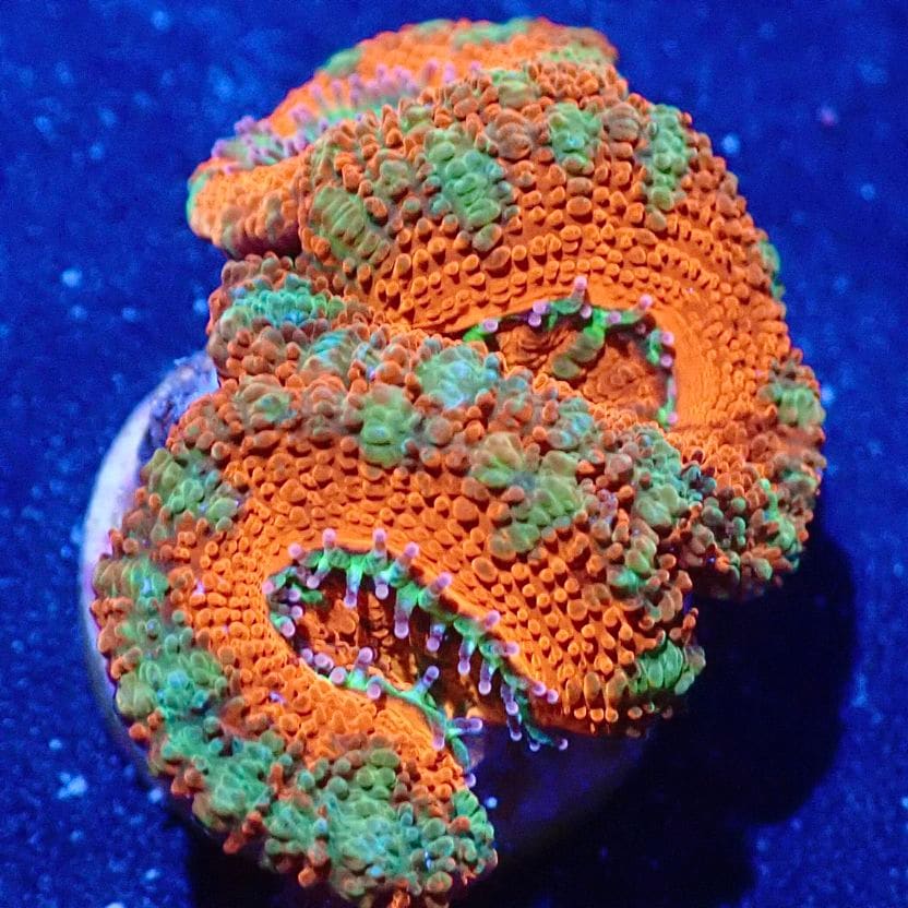 サンゴ,LPS,カクオオトゲキクメイシ | CENTRAL CORAL