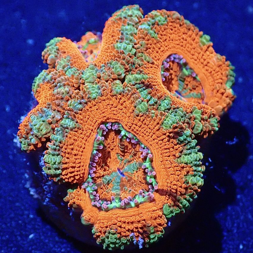 サンゴ,LPS,カクオオトゲキクメイシ | CENTRAL CORAL