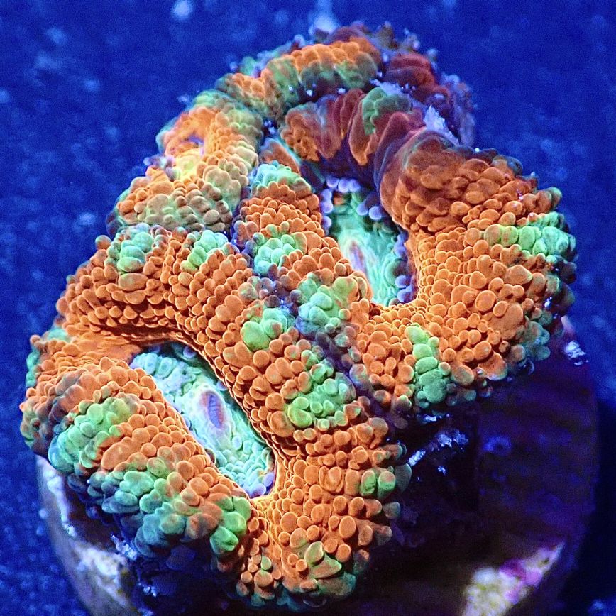 yasu】カクオオトゲキクメイシ、オオバナサンゴ yasu】カクオオトゲ