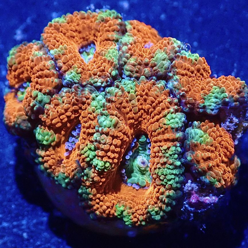 カクオオトゲキクメイシ 3つセット CA-202403286096-500x500.jpg