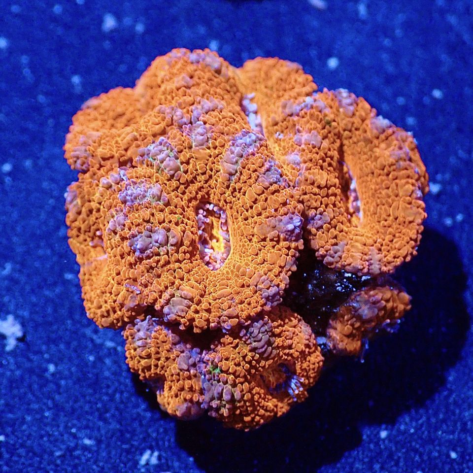 カクオオトゲキクメイシ 3つセット サンゴ,LPS,カクオオトゲキクメイシ | CENTRAL CORAL