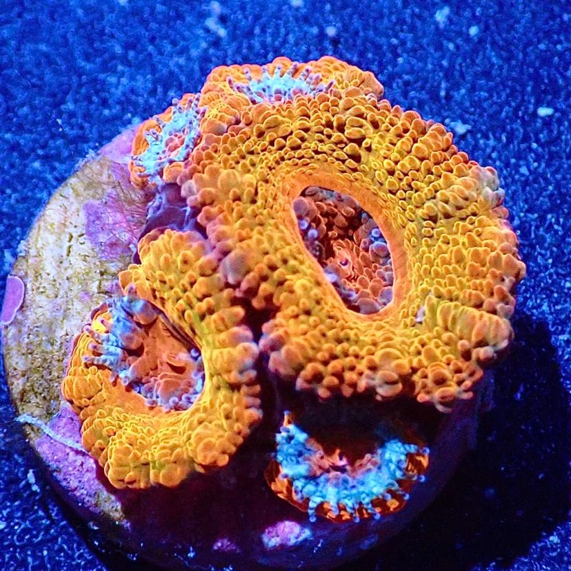 キクメイシ·9種類· フラグ10cm キクメイシ·9種類· フラグ10cm キクメイシ·9種類· フラグ10cm