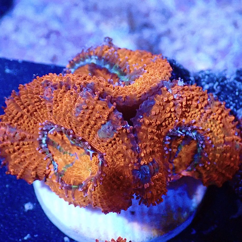 キクメイシ·9種類· フラグ10cm キクメイシ·9種類· フラグ10cm