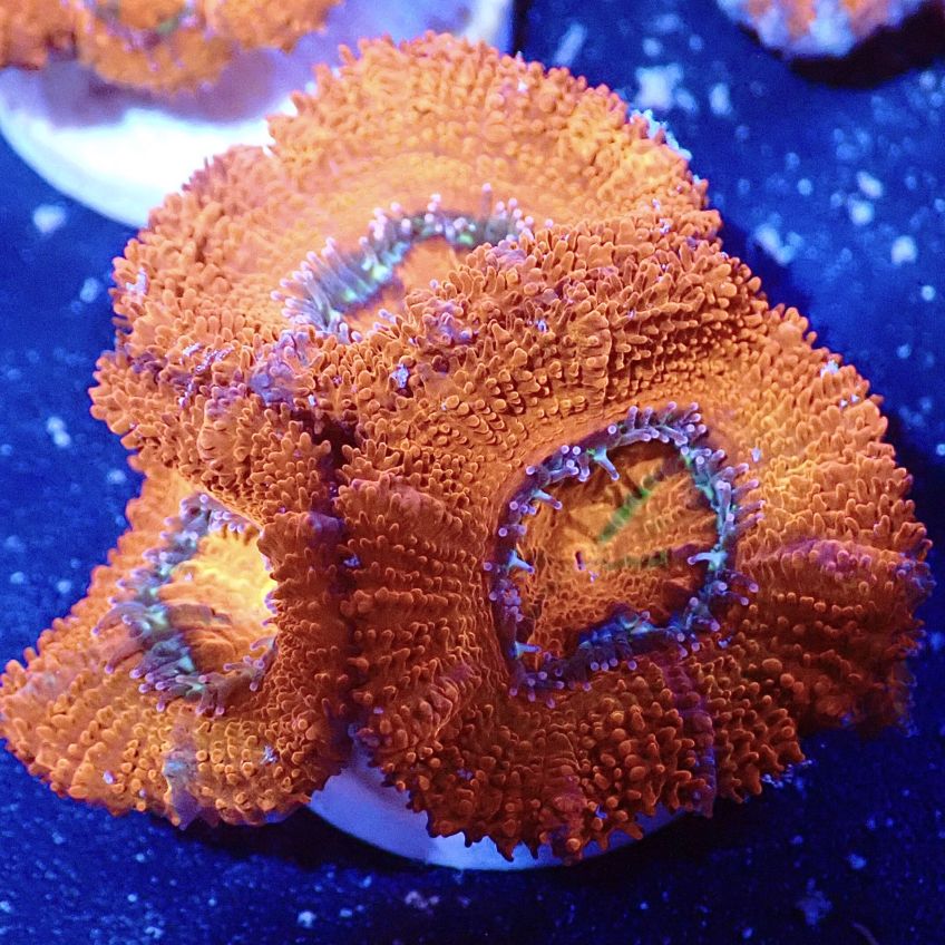 サンゴ,LPS,カクオオトゲキクメイシ | CENTRAL CORAL