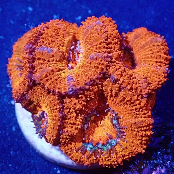 サンゴ,LPS,カクオオトゲキクメイシ | CENTRAL CORAL