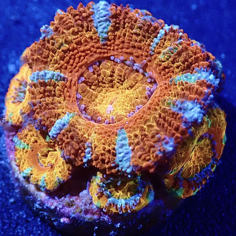 No.2　ハナガタサンゴ　マルチカラー|ハードコーラル プクプク系 アクアスタイルユー サンゴ 通販 販売 ユラユラ ASY No.2 ハナガタサンゴ マルチカラー|ハードコーラル プクプク系 アクア