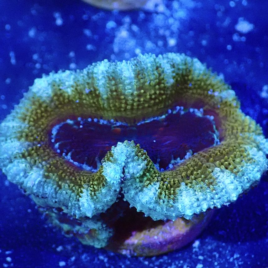 カクオオトゲキクメイシ 3つセット サンゴ,LPS,カクオオトゲキクメイシ | CENTRAL CORAL