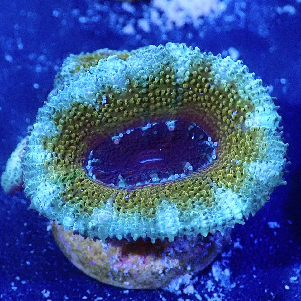 サンゴ,LPS,カクオオトゲキクメイシ | CENTRAL CORAL