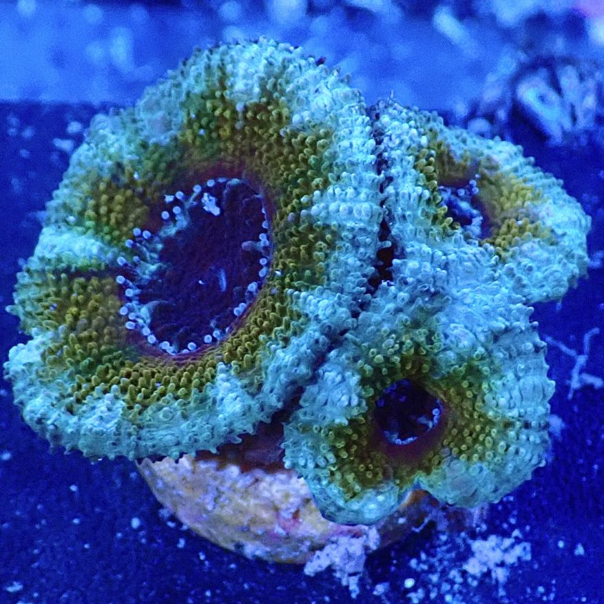 サンゴ,LPS,カクオオトゲキクメイシ | CENTRAL CORAL