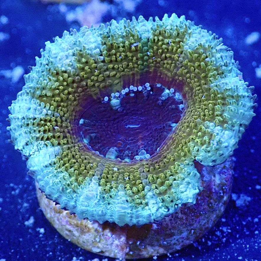 サンゴ,LPS,カクオオトゲキクメイシ | CENTRAL CORAL