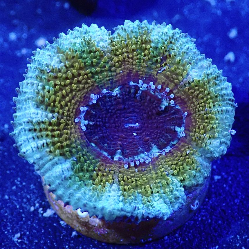 サンゴ,LPS,カクオオトゲキクメイシ | CENTRAL CORAL