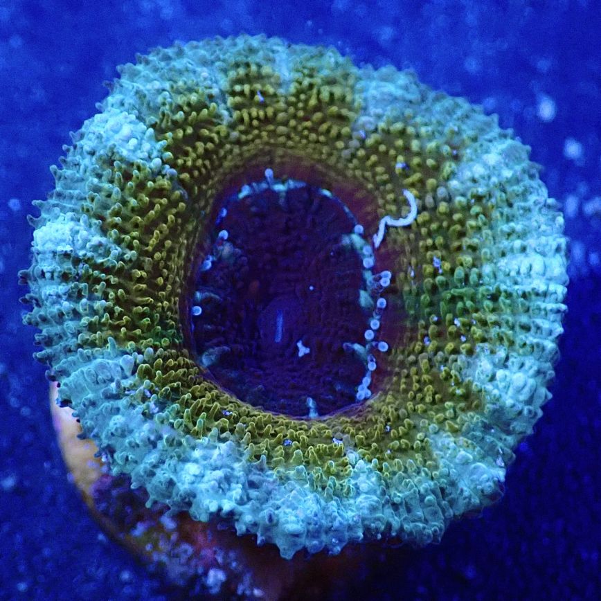 サンゴ,LPS,カクオオトゲキクメイシ | CENTRAL CORAL