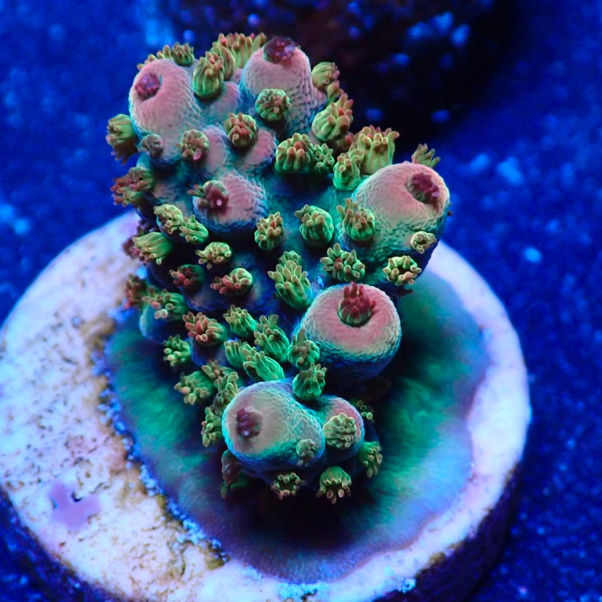 No.2　ハナガタサンゴ　マルチカラー|ハードコーラル プクプク系 アクアスタイルユー サンゴ 通販 販売 ユラユラ ASY No.2 ハナガタサンゴ マルチカラー|ハードコーラル プクプク系 アクア