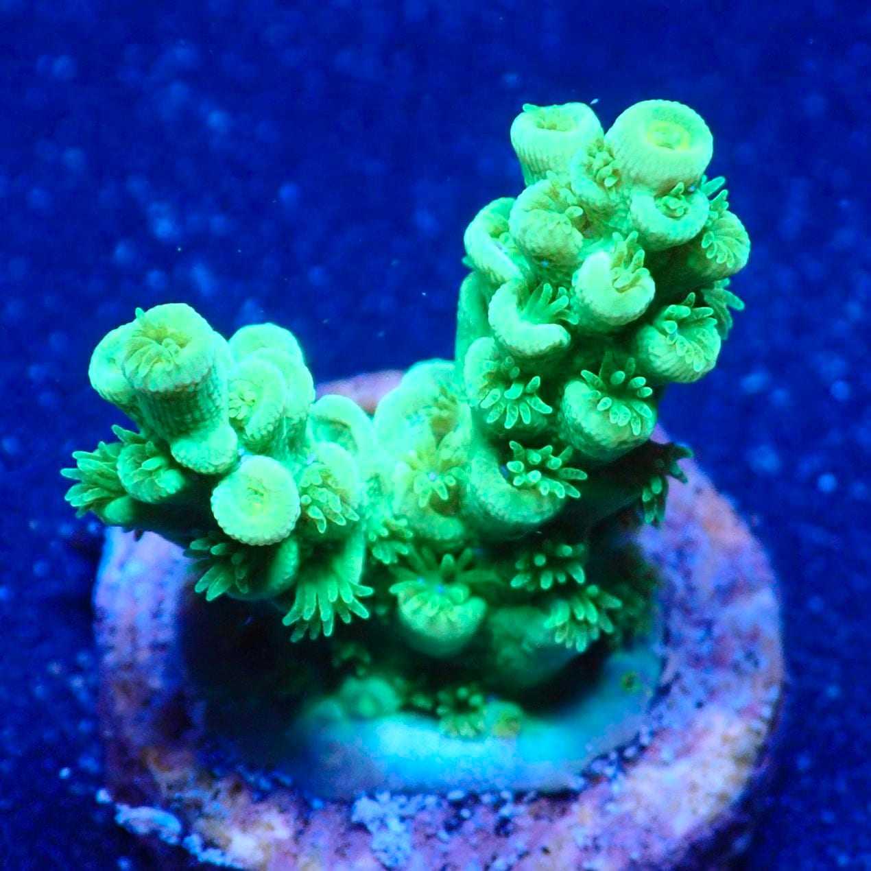 サンゴ,ミドリイシ | CENTRAL CORAL