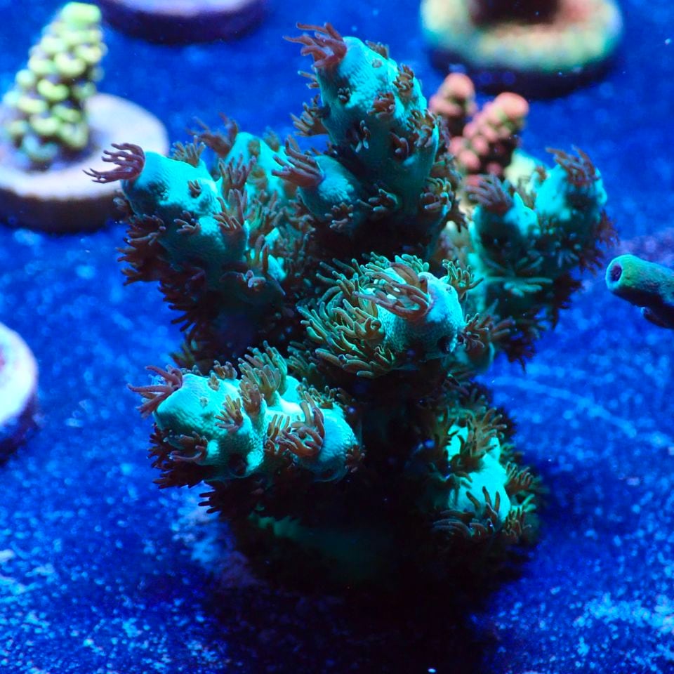 ミドリイシさん、 ミドリイシ入門！SPSメイン水槽！自作背面式ろ過水槽始動