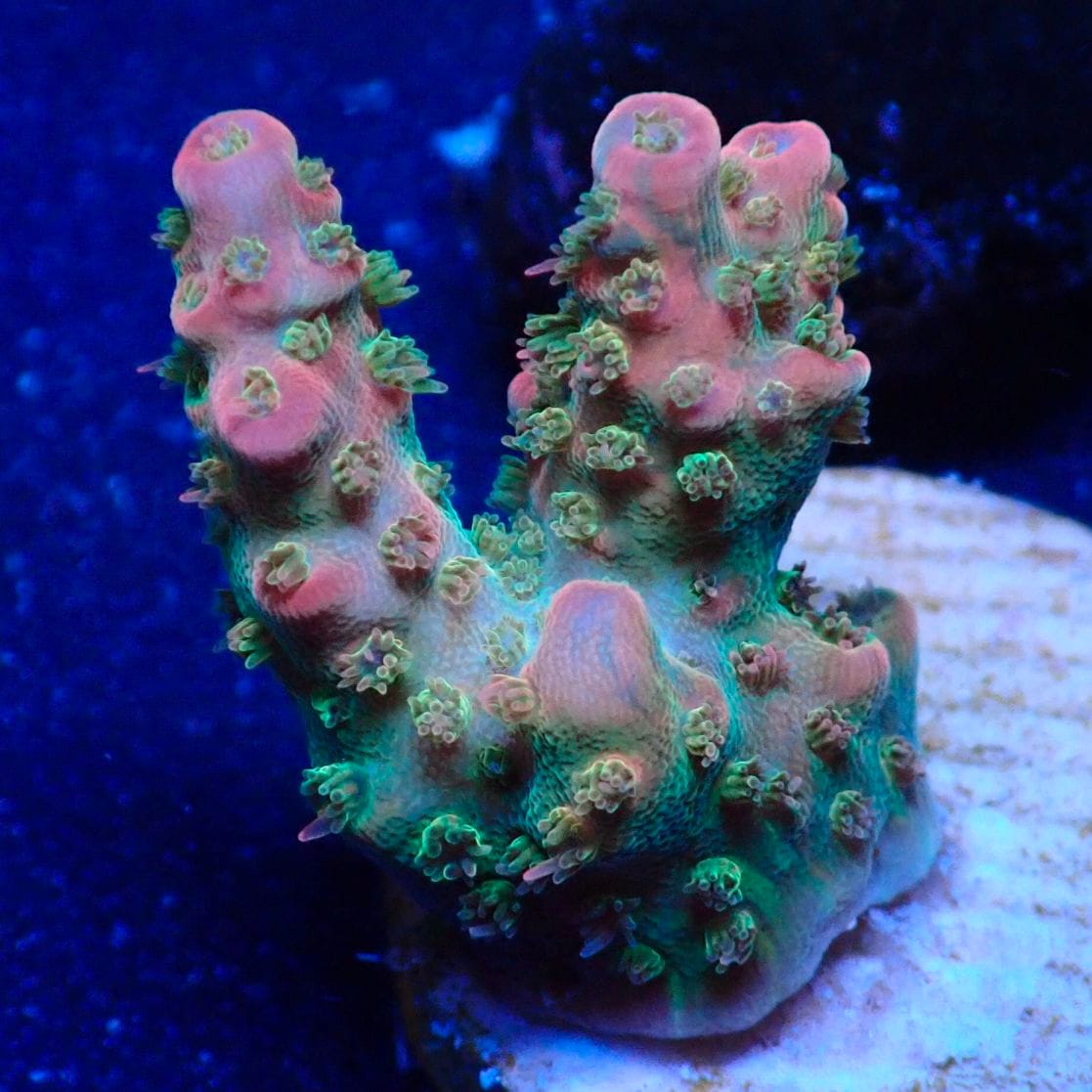 SPS 7種類 サンゴ SPS 7種類 サンゴ SPS 7種類 サンゴ オージーSPS｜ウェブ