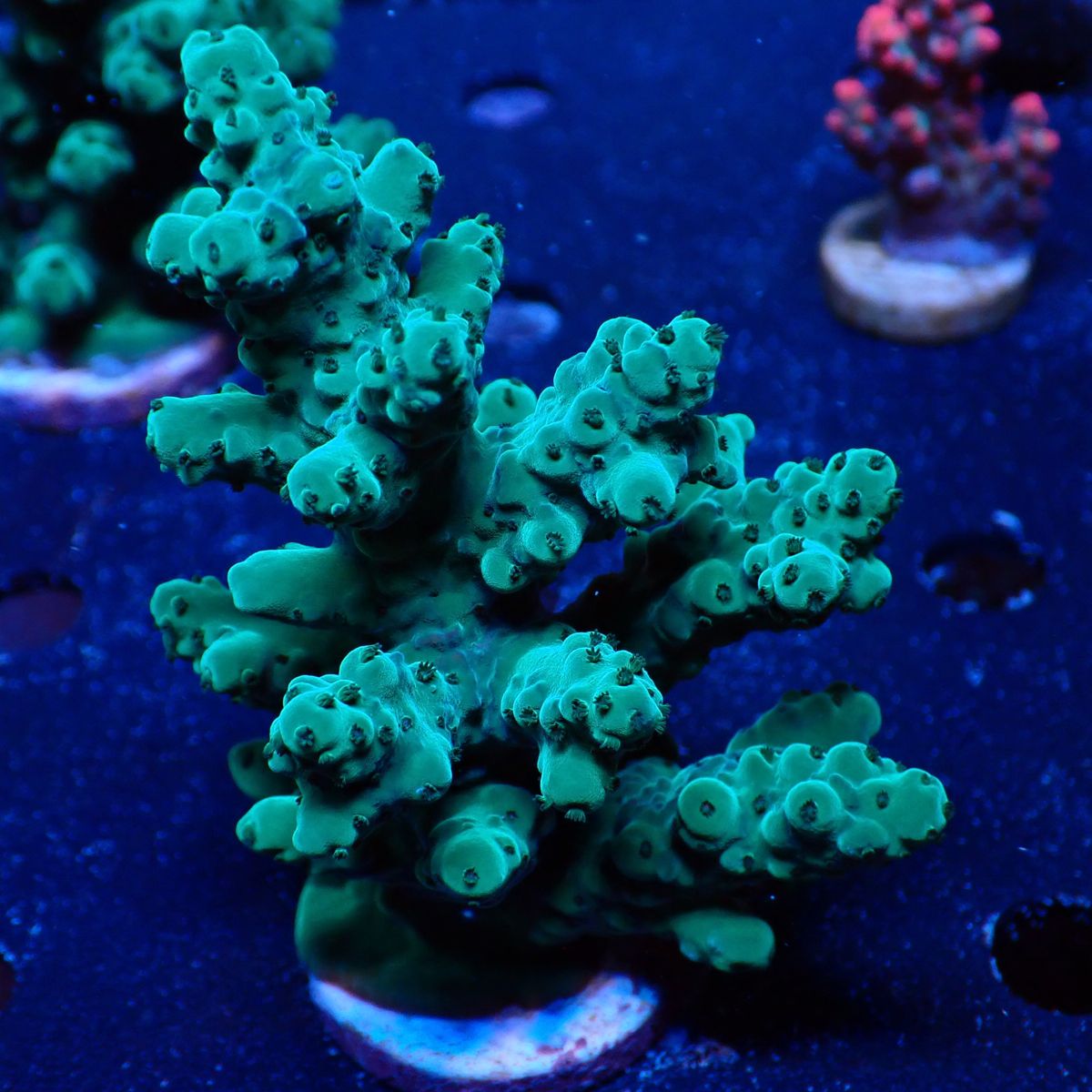 サンゴ,ミドリイシ | CENTRAL CORAL