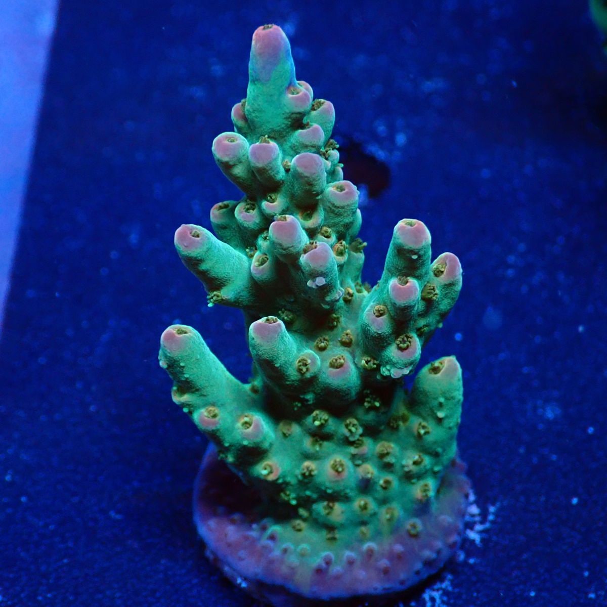 サンゴ,ミドリイシ | CENTRAL CORAL