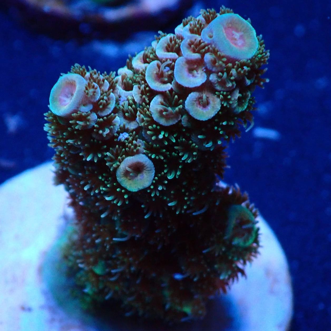 サンゴ,ミドリイシ | CENTRAL CORAL