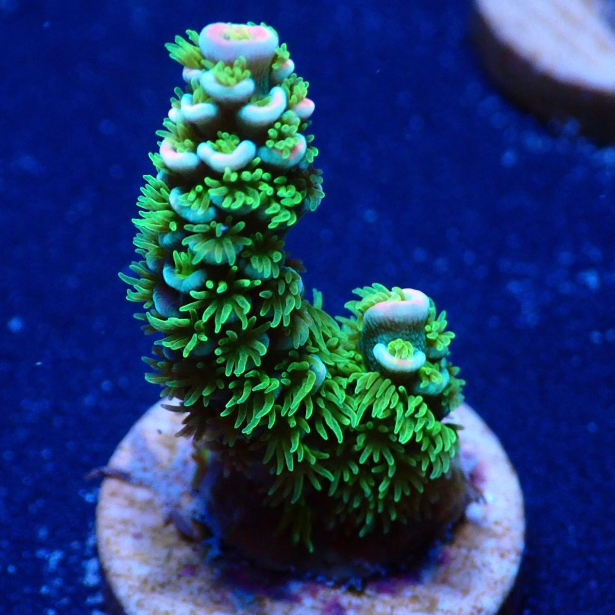 ミドリイシさん、 CE Acro Tortuosa Grape Vine いっときグリーンに偏りましたが