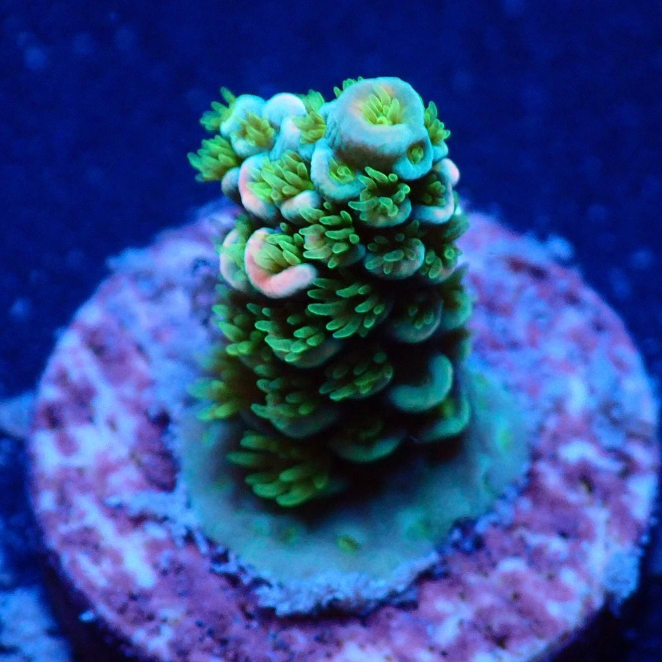 サンゴ サンゴ,フラグサンゴ,ミドリイシ | CENTRAL CORAL