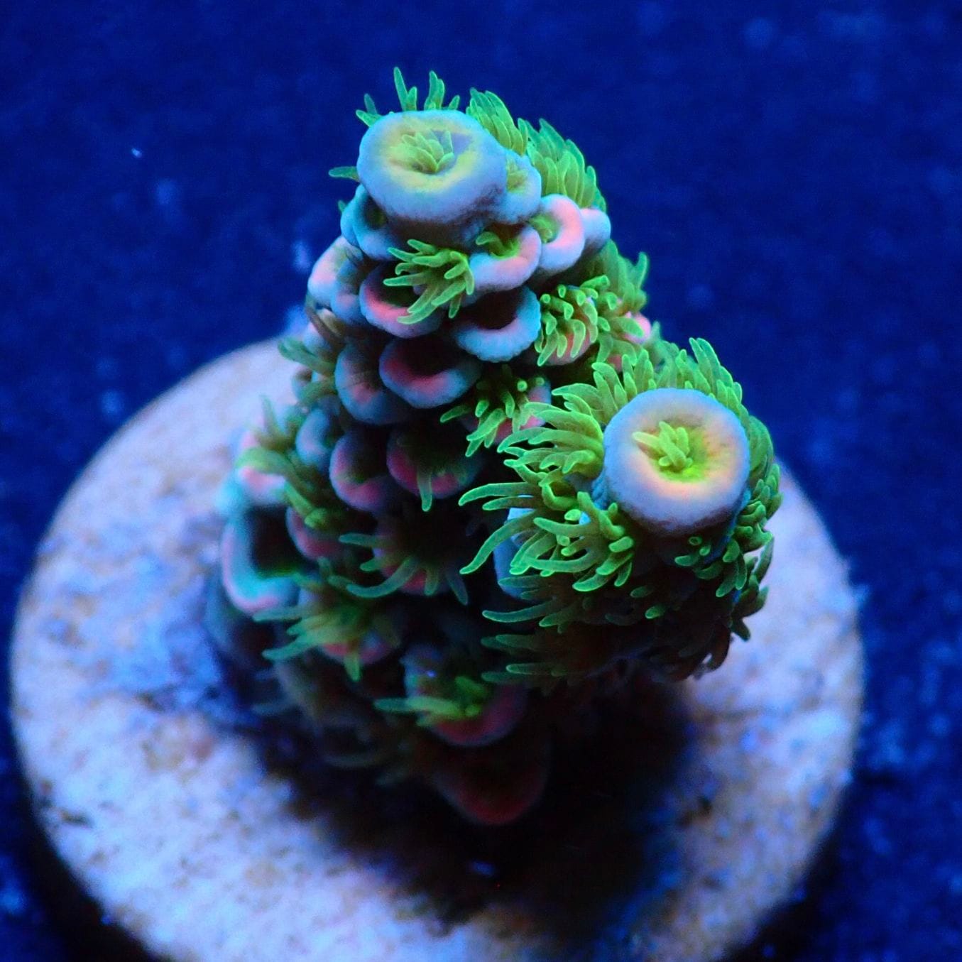 ミドリイシさん、 CE Acro Tortuosa Grape Vine いっときグリーンに偏りましたが