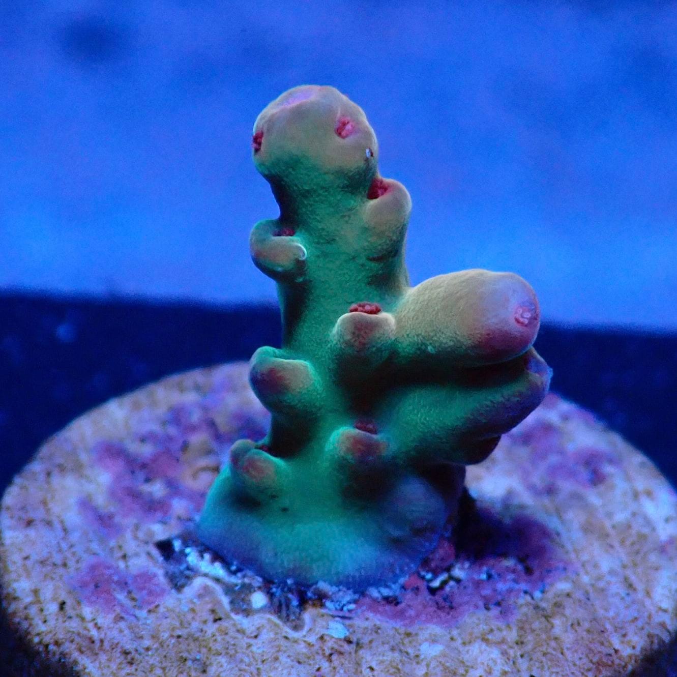 サンゴ,ミドリイシ | CENTRAL CORAL