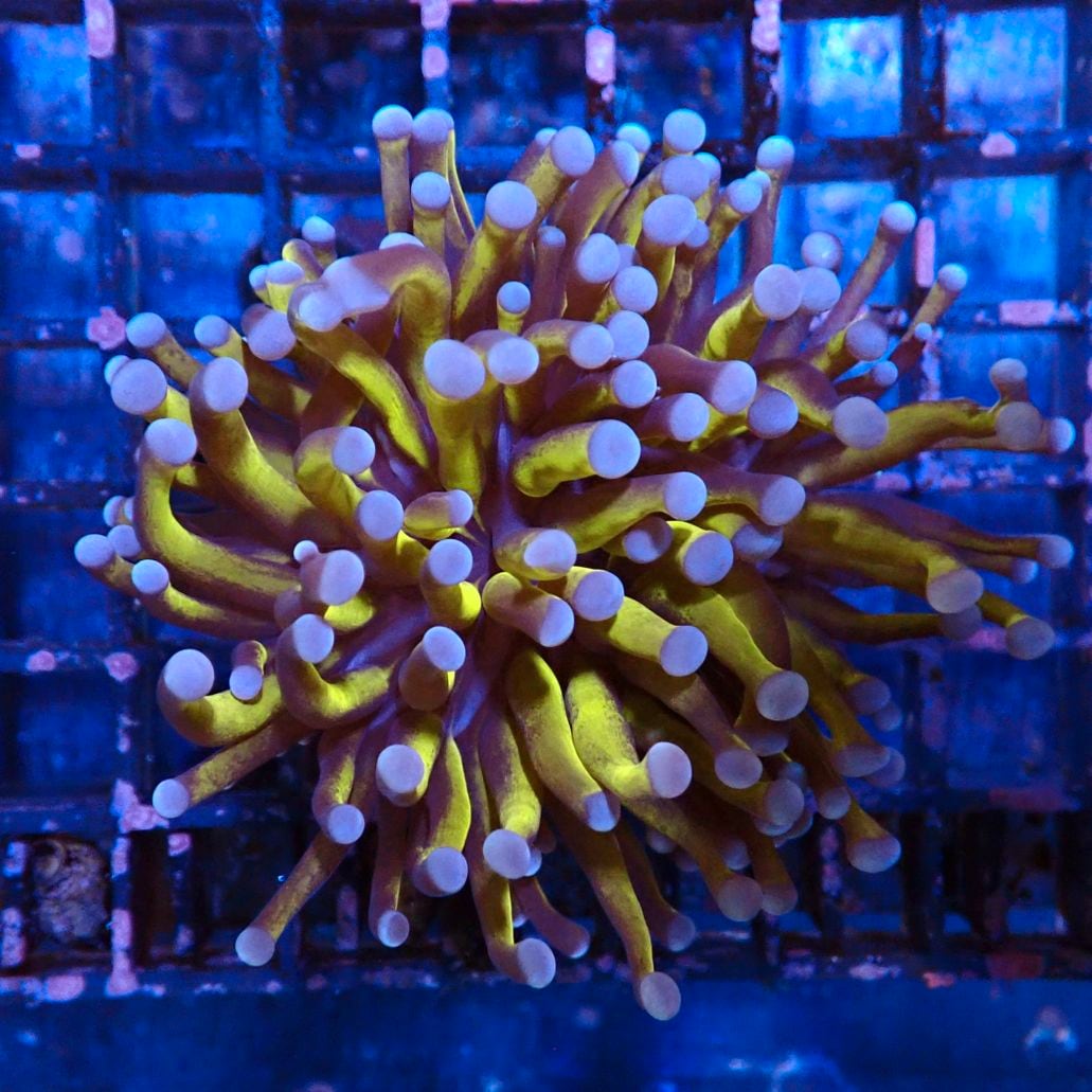 サンゴ,LPS,ツツマルハナサンゴ | CENTRAL CORAL