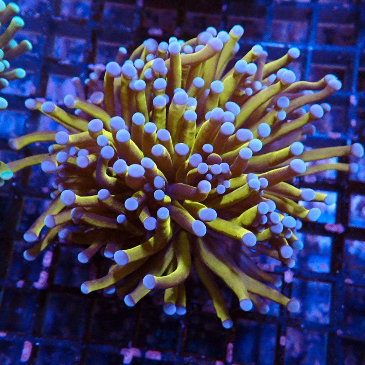 サンゴ,LPS,ツツマルハナサンゴ | CENTRAL CORAL